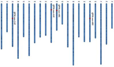 Identification of genetic loci for powdery mildew resistance in common wheat